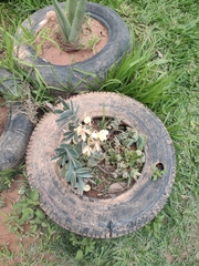 Kalanchoe fedtschenkoi