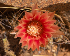 Eriosyce spectabilis