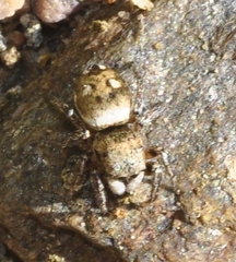 Heliophanus agricola