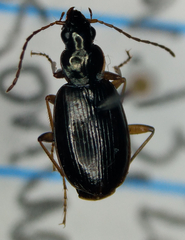 Agonum