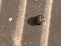 Polygyra cereolus