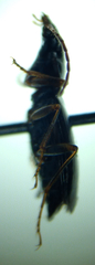 Agonum