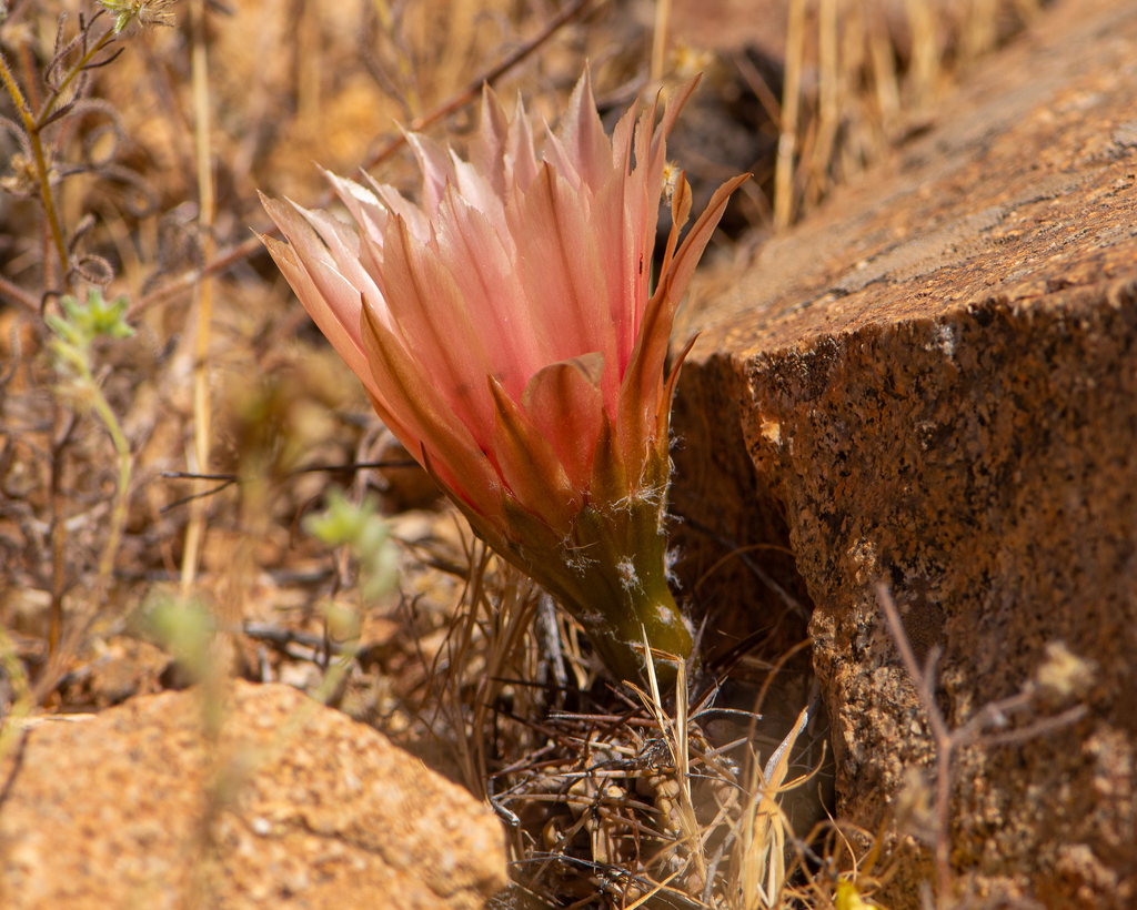 Eriosyce spectabilis, Parque Nacional Llanos de Challe