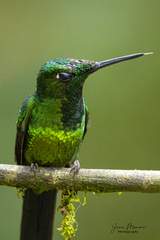 Heliodoxa imperatrix