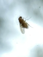 Chyromyidae