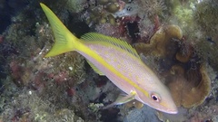 Ocyurus chrysurus