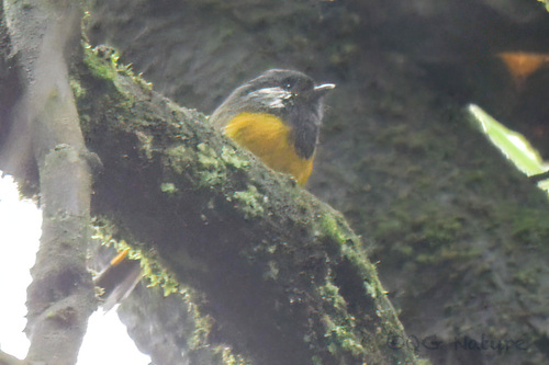 Golden-breasted Fulvetta (Lioparus chrysotis), photo 7