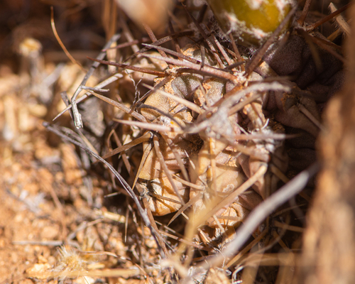 Eriosyce spectabilis