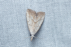 Meganola brunellus