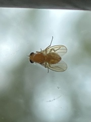 Chyromyidae