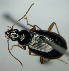 Agonum