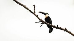 Ramphastos vitellinus