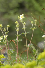 Drymocallis rupestris