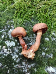 Chroogomphus rutilus