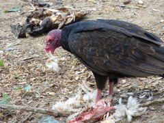 Cathartes aura