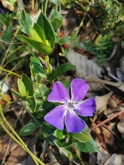 Vinca major