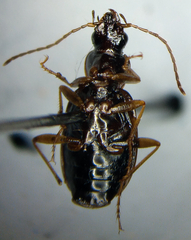 Agonum