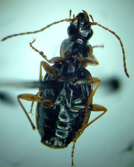 Agonum