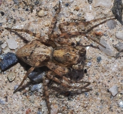 Oxyopes mediterraneus
