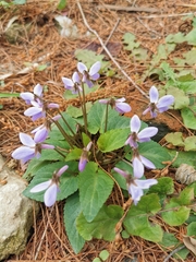 Viola japonica