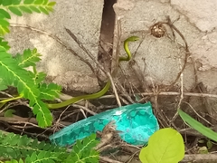 Philothamnus hoplogaster