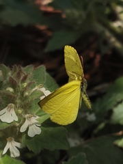 Eurema mandarina