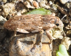 Temnorhinus mixtus