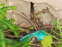 Philothamnus hoplogaster