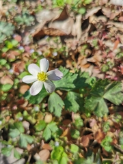 Anemonastrum flaccidum