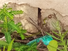 Philothamnus hoplogaster