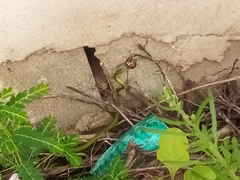 Philothamnus hoplogaster