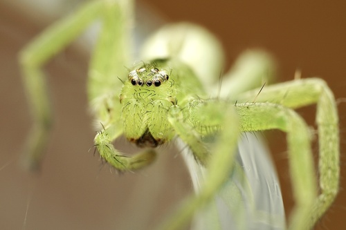 Green Huntsman Spider