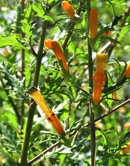 Macranthera flammea