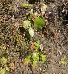 Potamogeton natans