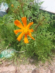 Cosmos sulphureus