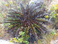 Acrostichum danaeifolium