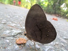 Faunis canens arcesilas