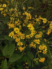 Senecio brasiliensis