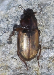 Amara rufescens
