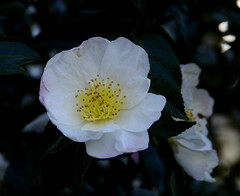 Camellia sasanqua