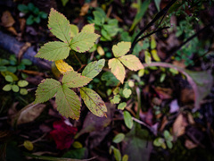Rubus pubescens