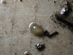 Ostracoda