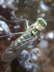 Liancalus virens