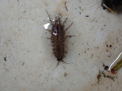 Asellus aquaticus