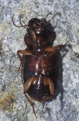 Amara rufescens