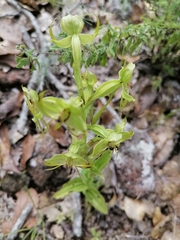 Habenaria jaliscana