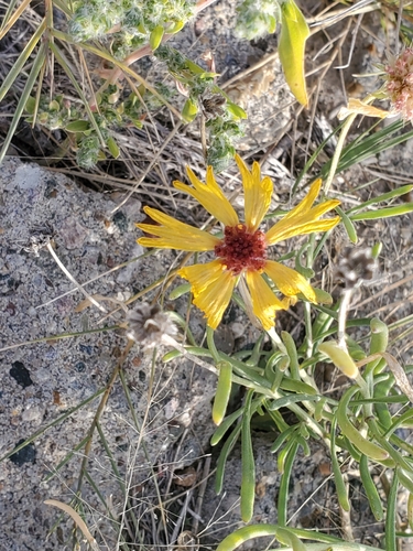 onion blanketflower (Gaillardia multiceps)