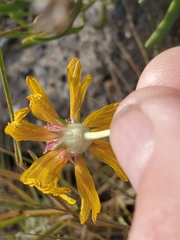 Gaillardia multiceps