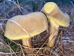 Aureoboletus projectellus