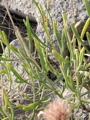 Gaillardia multiceps